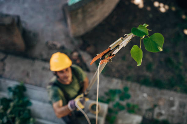 Leaf Removal in Garden City, SC