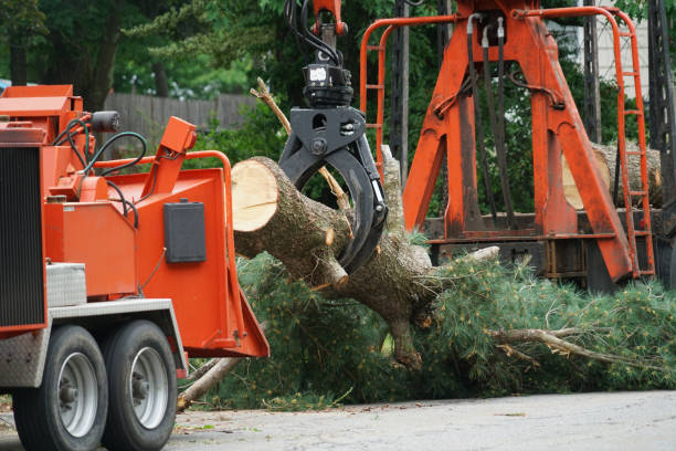 How Our Tree Care Process Works  in  Garden City, SC