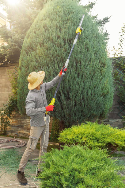 Trusted Garden City, SC Tree Services Experts